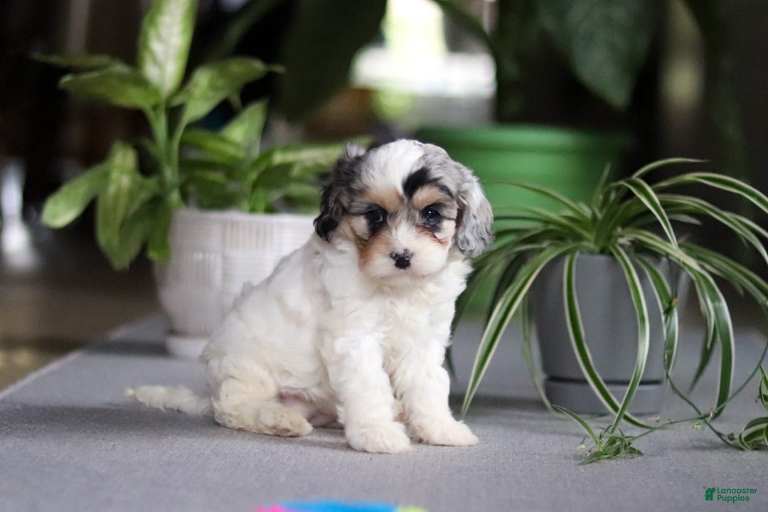 Cavapoo dogs for sale: Miley - Ad 6