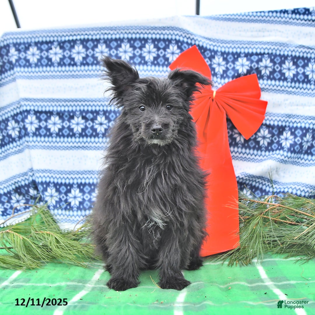 Pomapoo dogs for sale: Banjo - Ad 3