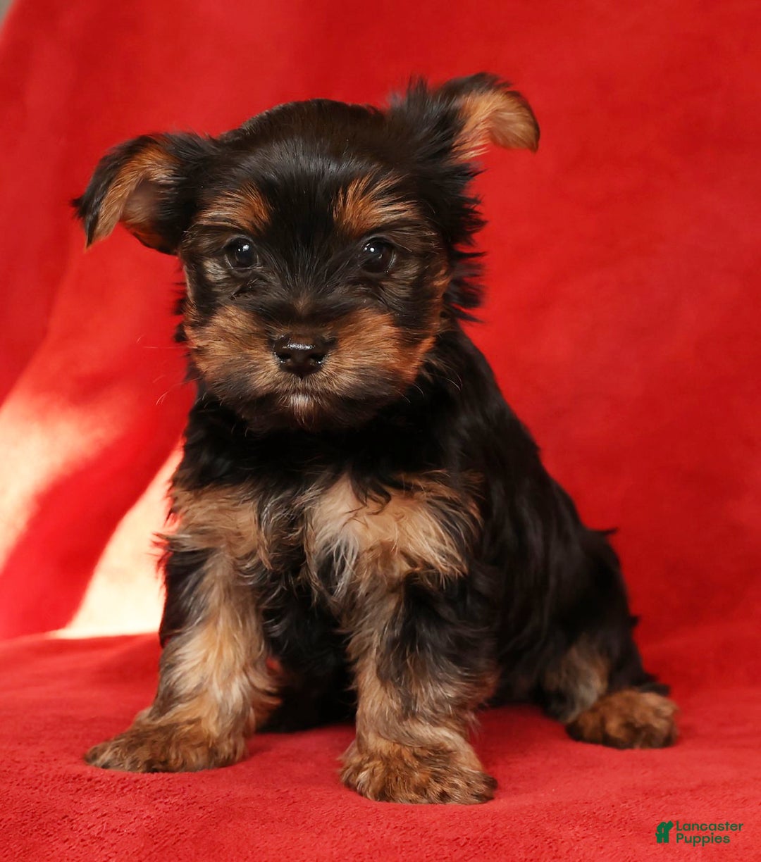 Yorkshire Terrier dogs for sale: Chocolate - Ad 6