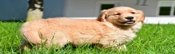 Golden Retriever dogs for sale: Sammy - Ad 6