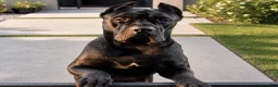 Cane Corso dogs for sale: Cane Corso 2 - Ad 8