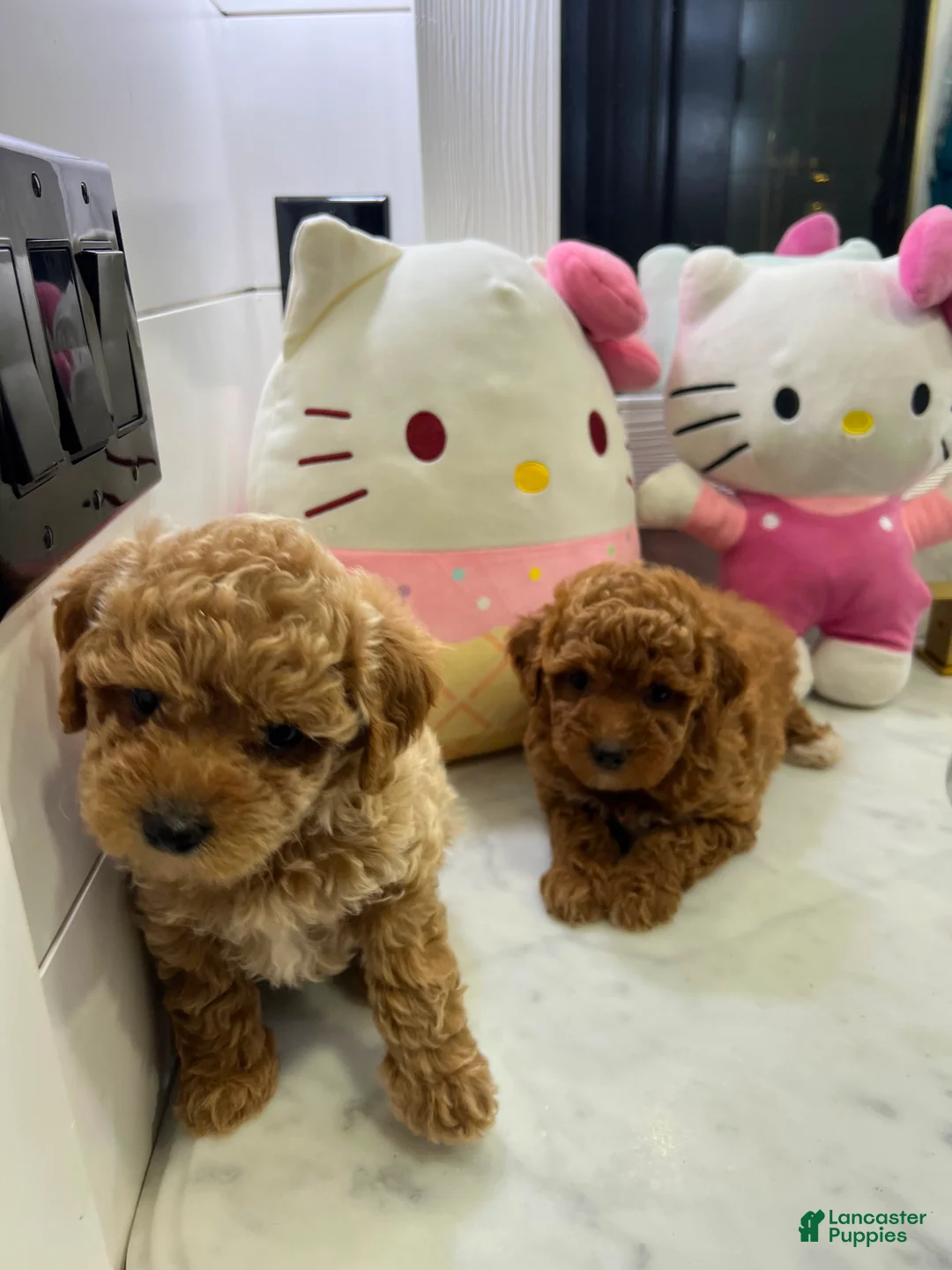 Toy Poodle dogs for sale: Maple🤎🐩 - Ad 7