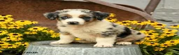Australian Shepherd dogs for sale: Felix - Ad 5