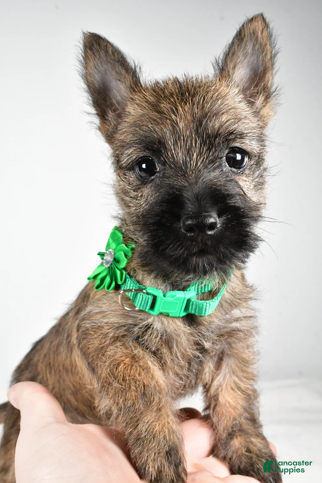 Cairn Terrier dogs for sale: Gabby - Ad 8