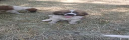 Saint Bernard dogs for sale: Saint Bernard 1 BOY - Ad 2