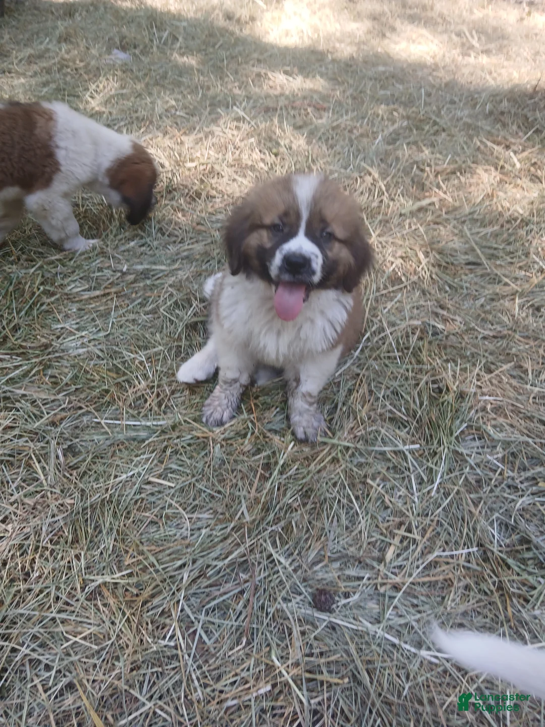 Saint Bernard dogs for sale: Saint Bernard 1 BOY - Ad 2