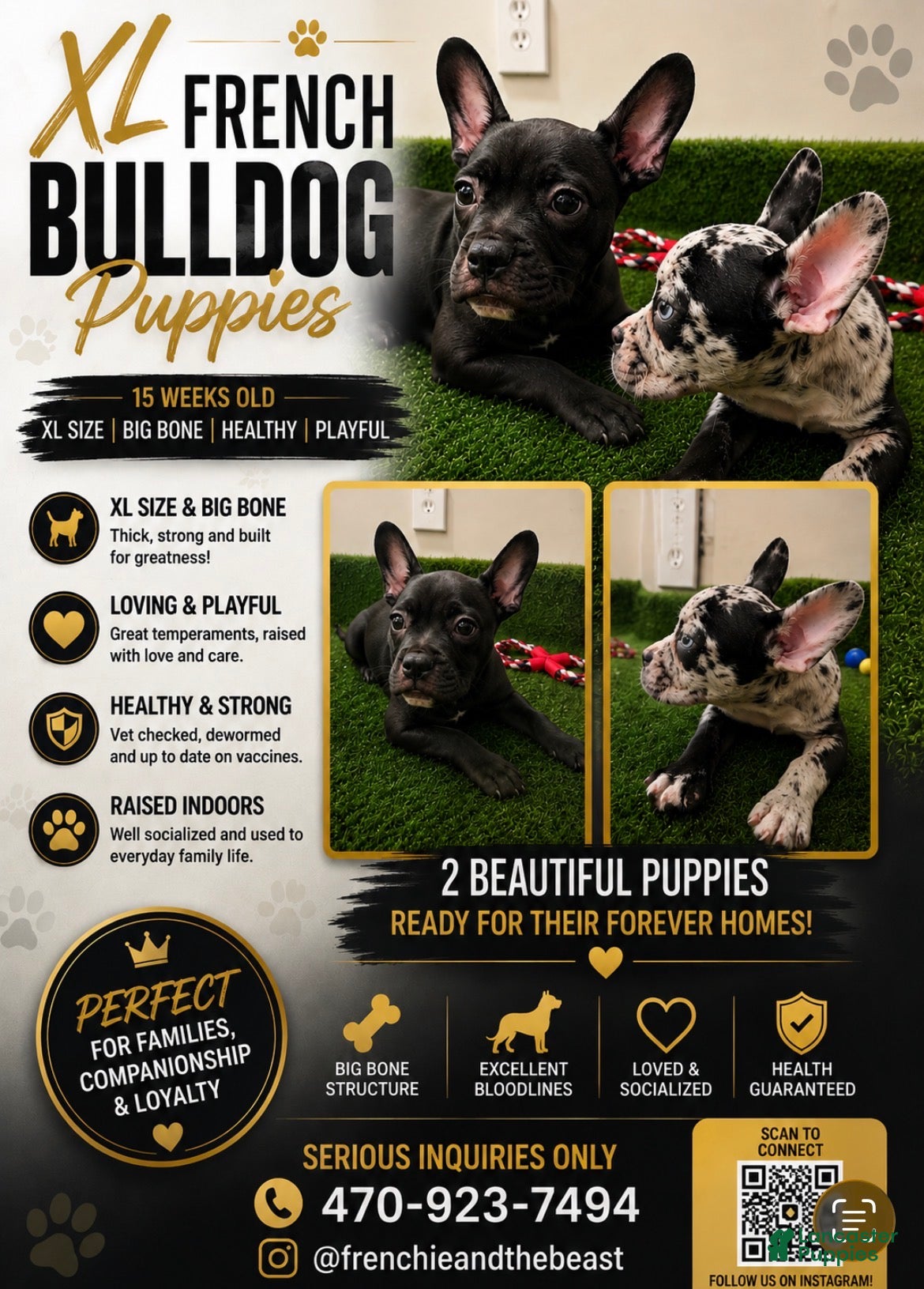 French Bulldog dogs French Bulldog 2 - Ad 1