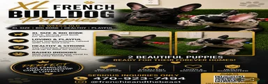 French Bulldog 2