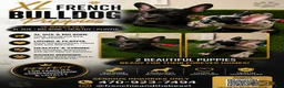 French Bulldog dogs for sale: French Bulldog 2 - Ad 1