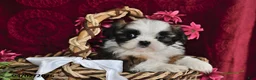 Shih Tzu dogs for sale: Chase - Ad 2