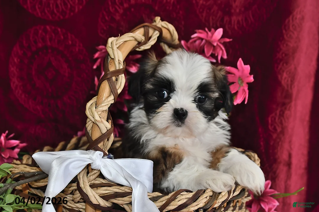 Shih Tzu dogs for sale: Chase - Ad 2