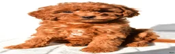 Mini Goldendoodle dogs for sale: Cinnamon  - Ad 8