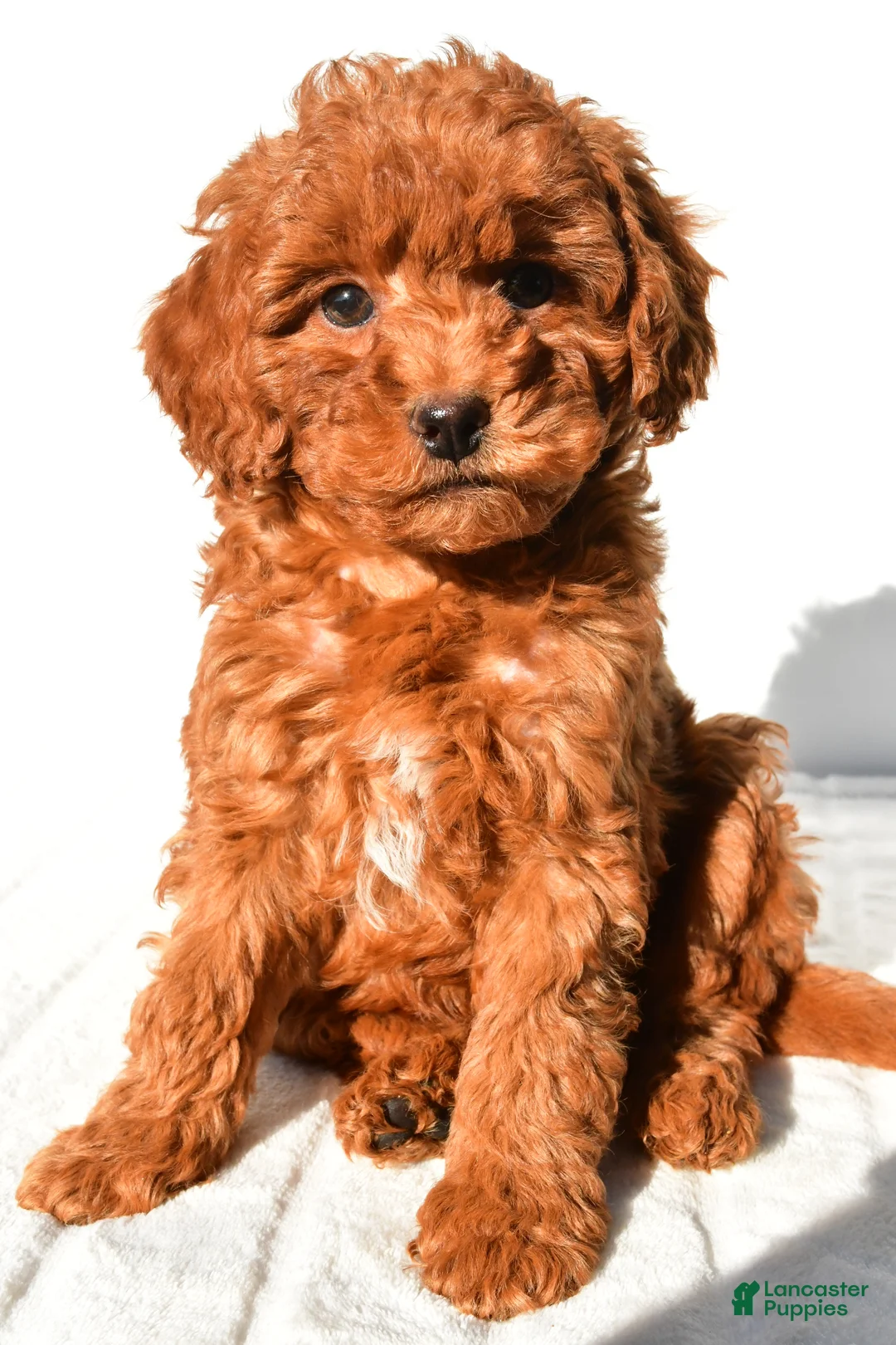 Mini Goldendoodle dogs for sale: Cinnamon  - Ad 8