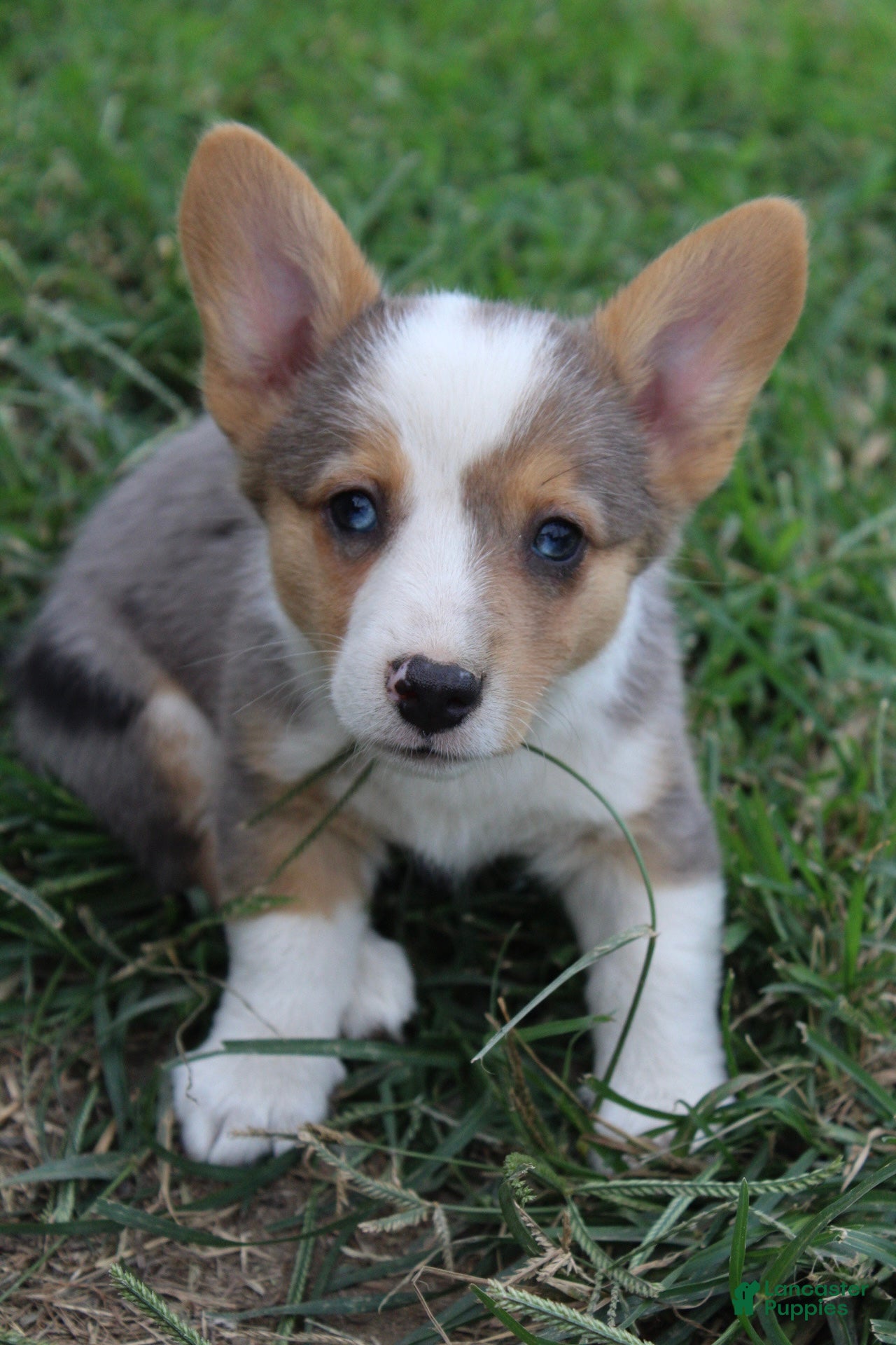 Welsh Corgi Pembroke dogs Welsh Corgi Pembroke 3 - Ad 10