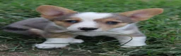 Welsh Corgi Pembroke dogs for sale: Welsh Corgi Pembroke 3 - Ad 1