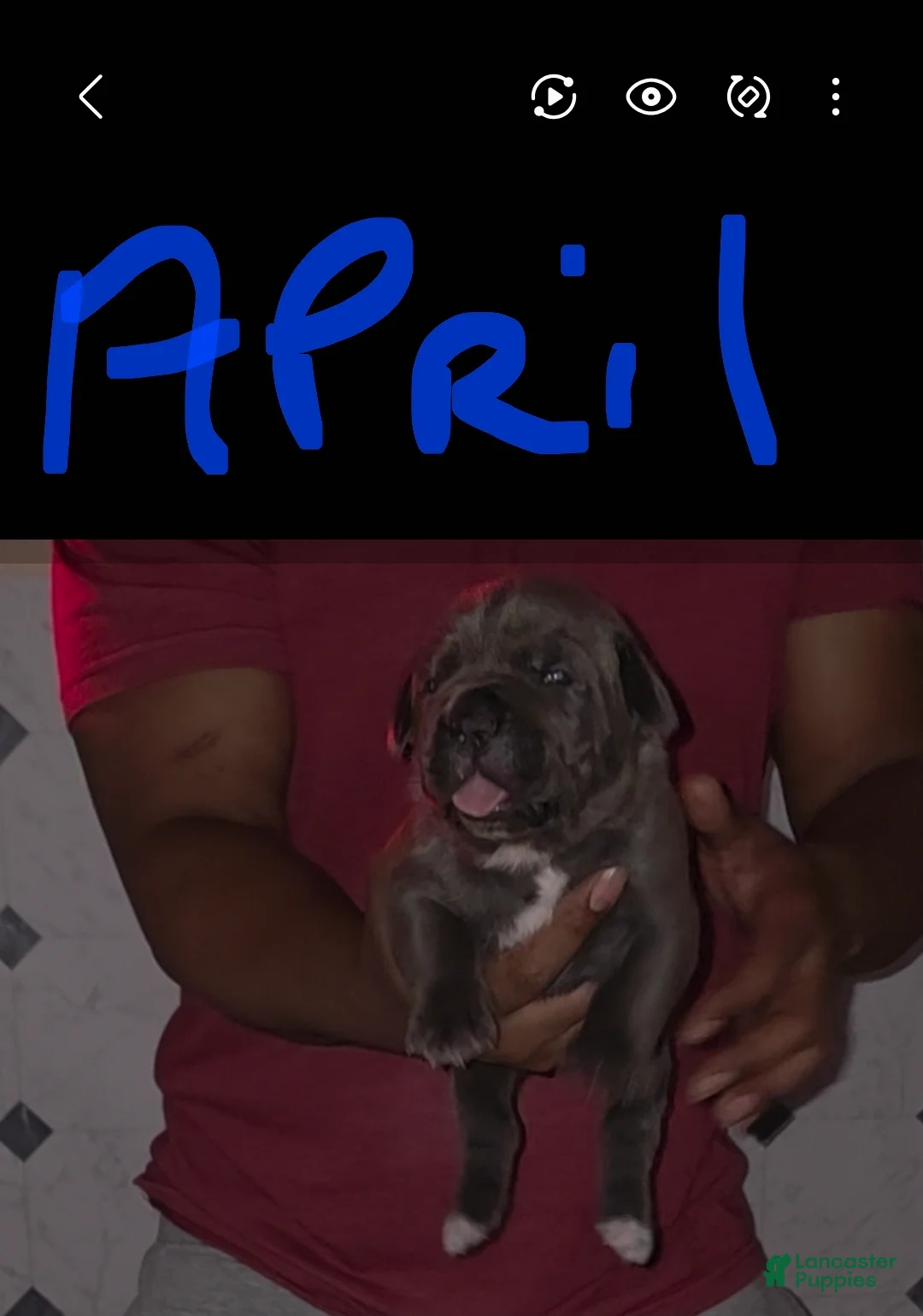 Cane Corso dogs for sale: Cane Corso Puppy 4 - Ad 1