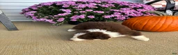 Australian Shepherd dogs for sale: Autumn (AKC) - Ad 2