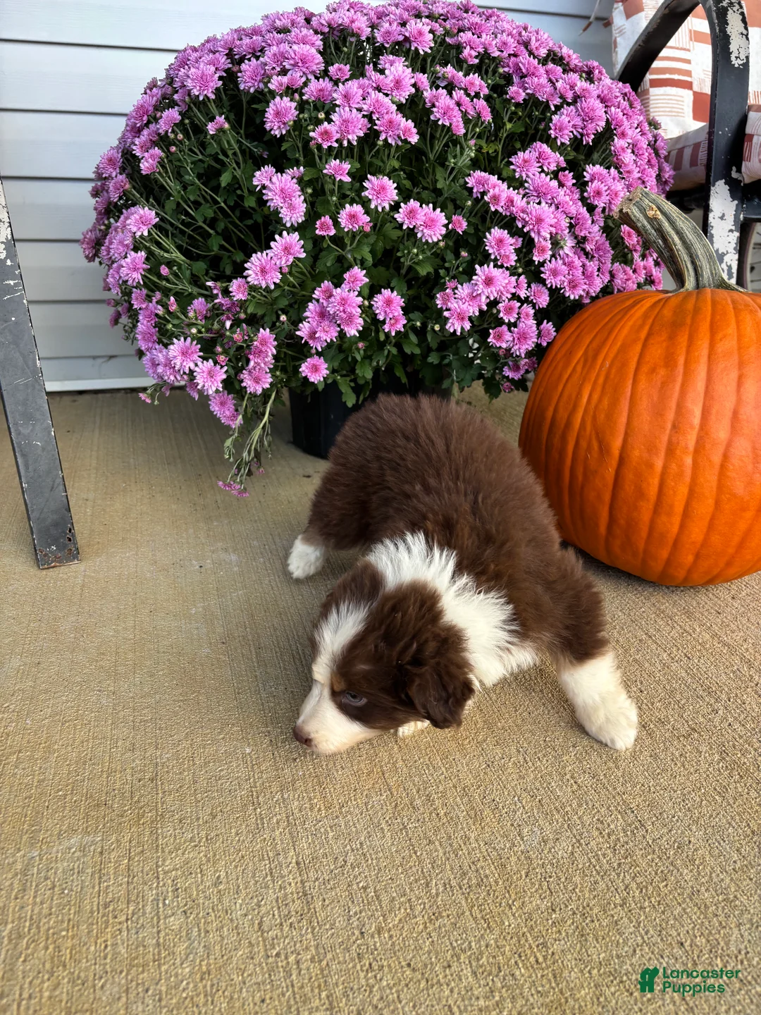 Australian Shepherd dogs for sale: Autumn (AKC) - Ad 2
