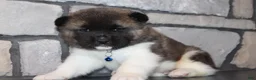 Akita dogs for sale: AKC Huey - Ad 4