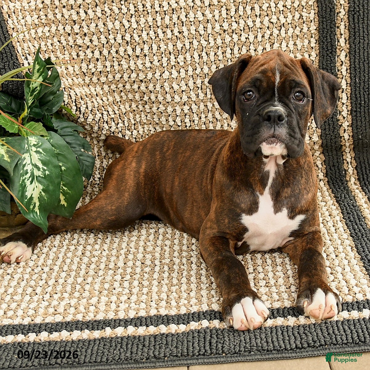 Boxer dogs Brittany - Ad 2