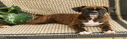 Boxer dogs for sale: Brittany - Ad 2