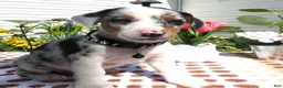 Jack Chi dogs for sale: Jack Chi 2 Calico - Ad 2