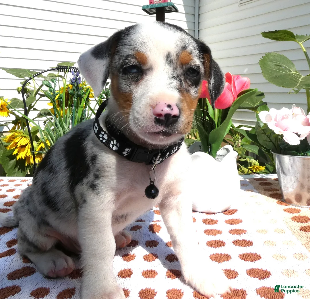 Jack Chi dogs for sale: Jack Chi 2 Calico - Ad 2