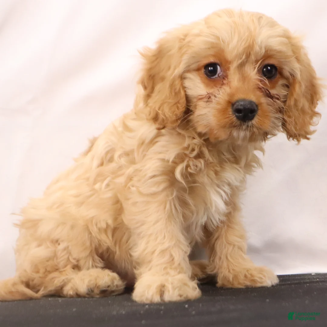 Cavapoo dogs for sale: Chief - Ad 5
