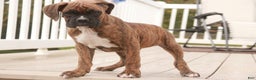 Boxer dogs for sale: Norris - Ad 6