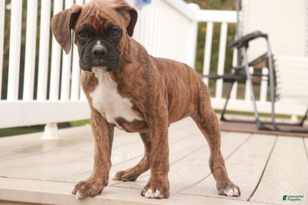 Boxer dogs for sale: Norris - Ad 6