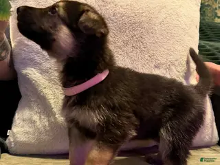 German Shepherd dogs German Shepherd Puppy 5 - Ad 11