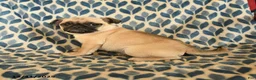 Pug dogs for sale: Link - Ad 3