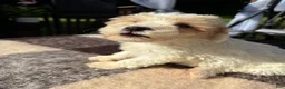 Schnoodle dogs for sale: Schnoodle 1 - Ad 8