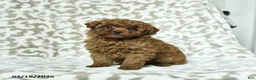 Miniature Poodle dogs for sale: Rusty - Ad 1