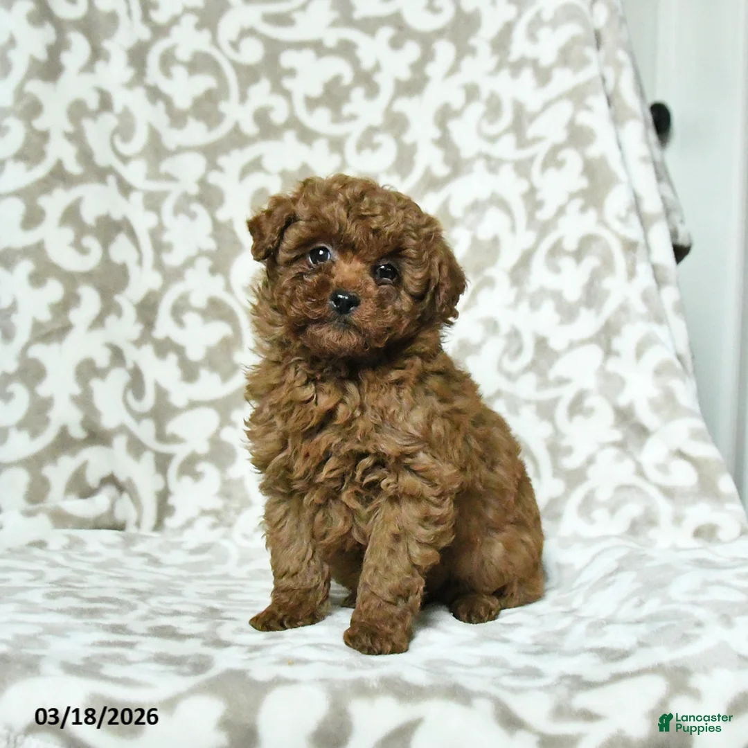 Miniature Poodle dogs for sale: Rusty - Ad 1
