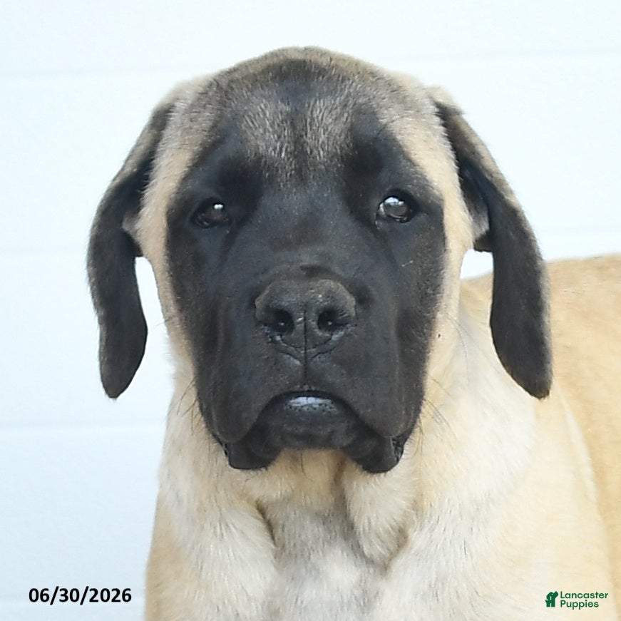 English Mastiff dogs Jemima - Ad 2