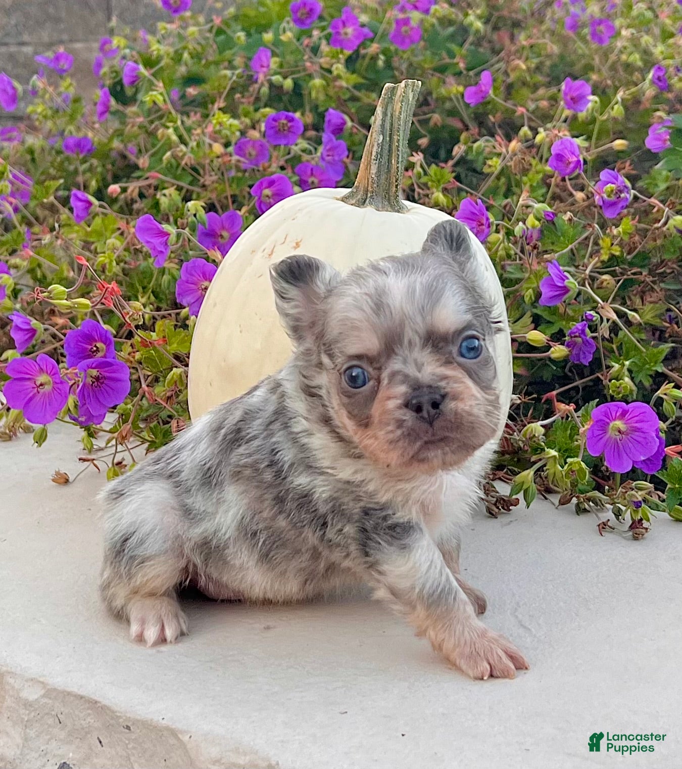 French Bulldog dogs Diego - Ad 2