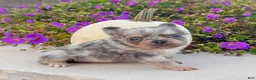 French Bulldog dogs for sale: Diego - Ad 2