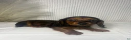 Miniature Dachshund dogs for sale: Tessa  - Ad 3