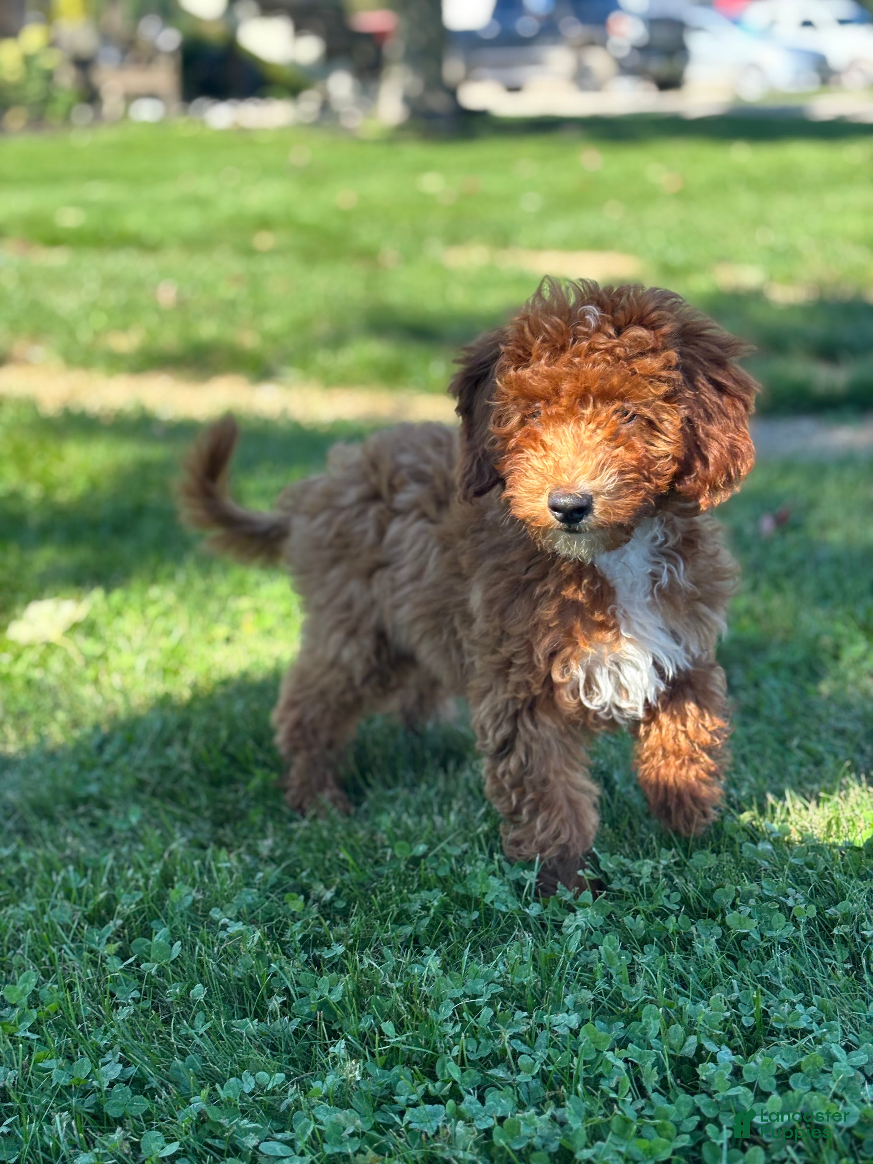 Mini Goldendoodle dogs Grant - Ad 1