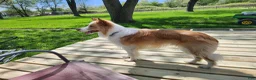 Border Collie dogs for stud: Gold/White ABCA & AKC Registered Stud - Ad 7
