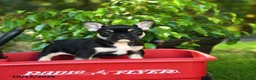 French Bulldog dogs for sale: Chelsey - Ad 5