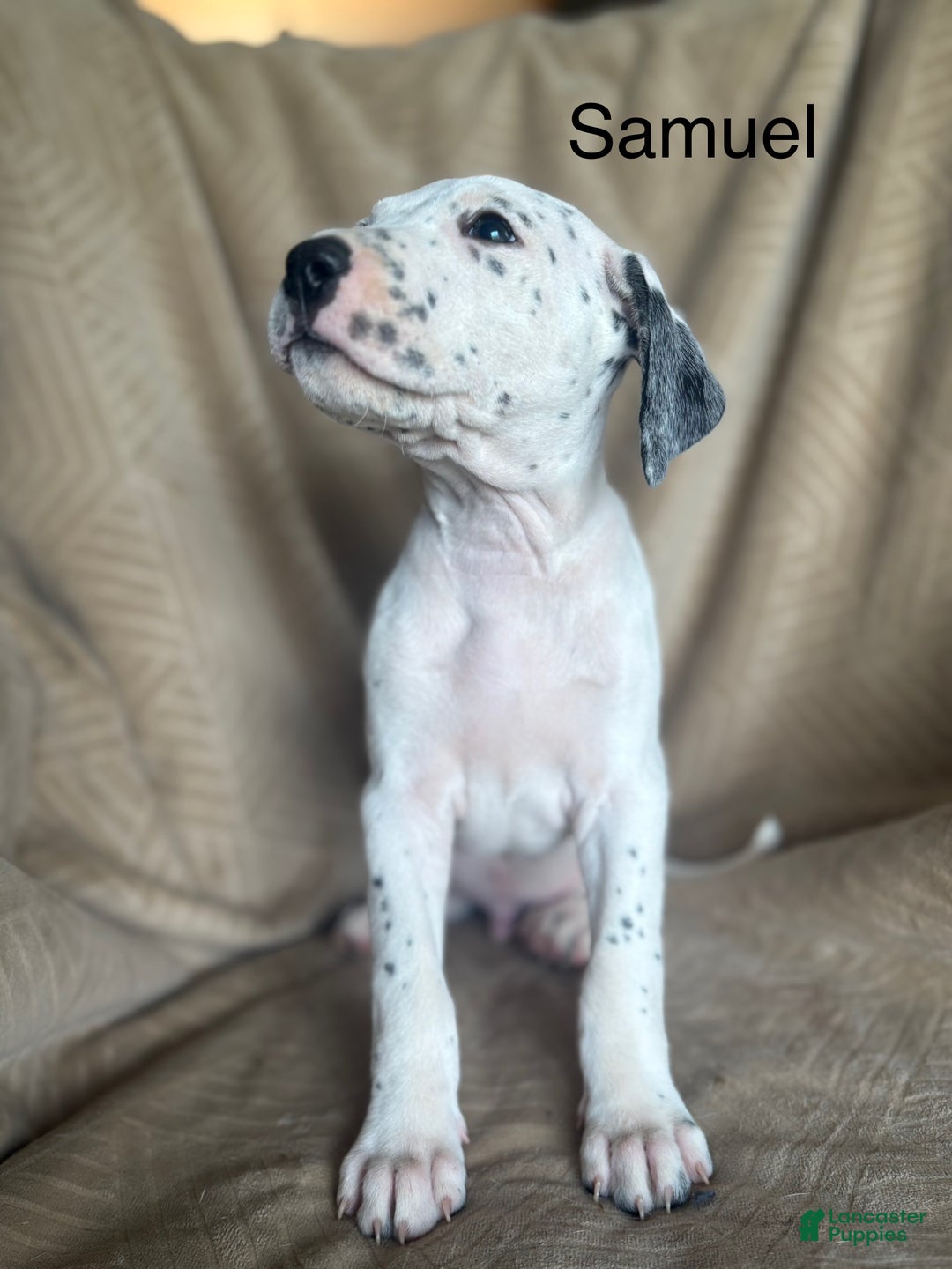 Mixed Breed dogs for sale: Samuel - Ad 10