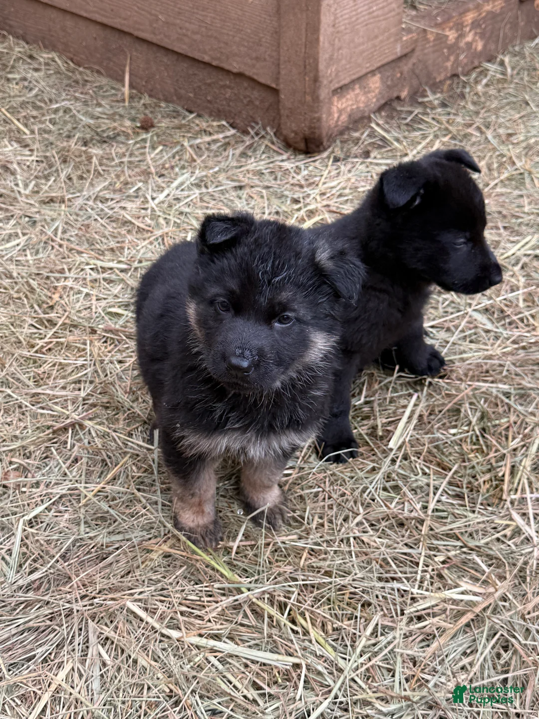 German Shepherd dogs for sale: German Shepherd Puppy 1 - Ad 2