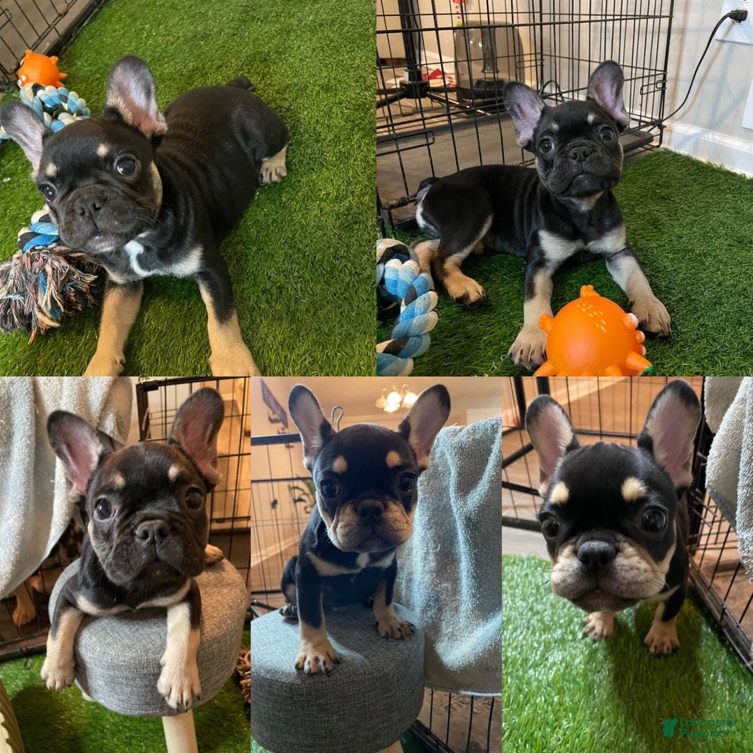 Gallery Image {{count}}