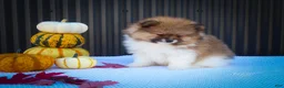 Pomeranian dogs for sale: Marco💙 - Ad 9
