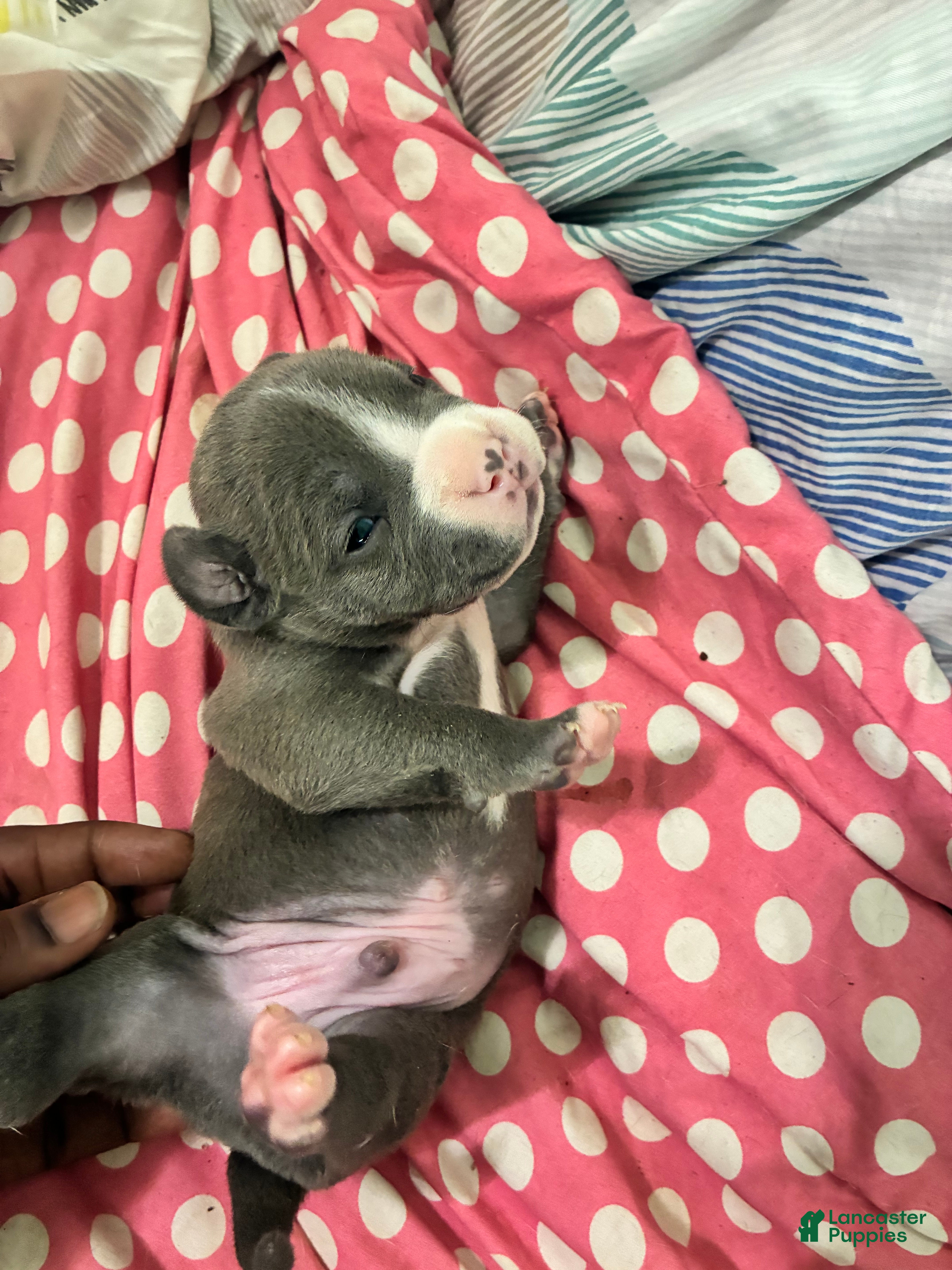 American Bully dogs American Bully Puppy 4 - Ad 20