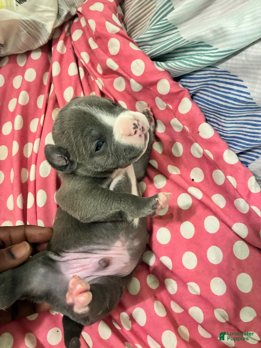 American Bully dogs for sale: American Bully Puppy 4 - Ad 1