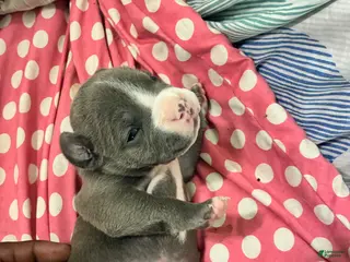 American Bully dogs American Bully Puppy 4 - Ad 4