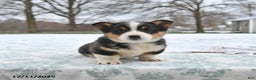 Welsh Corgi Pembroke dogs for sale: Cleo - Ad 2